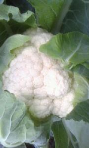 供应胜雪80天—白花菜种子