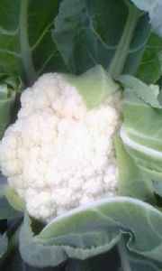 供应铁陀螺78天—白花菜种子