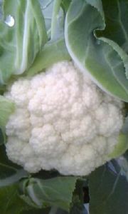 供应北极雪95天—白花菜种子