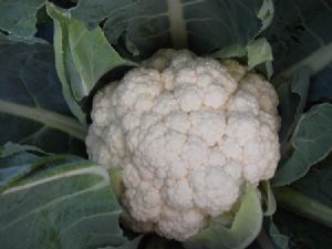 供应雪钻85天—白花菜种子