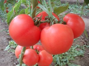 供应瑞粉3号—番茄种子