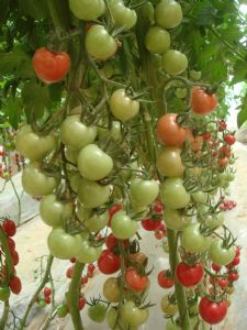 供应粉贝贝一号—番茄种子