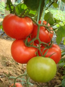 供应瑞粉二号—番茄种苗