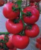 供应越冬粉先锋—127F1—番茄种子