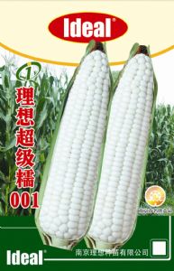 供应超级糯001—玉米种子