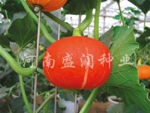 供应红福—南瓜种子
