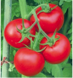 供应金棚11号—番茄种子