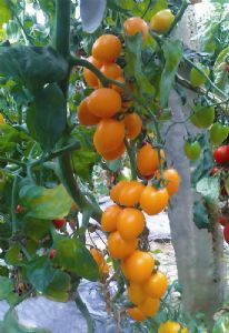 供应抗TY金皇后-黄樱桃番茄种子