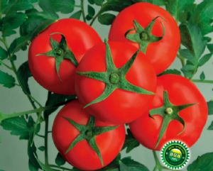 供应优红201—番茄种子