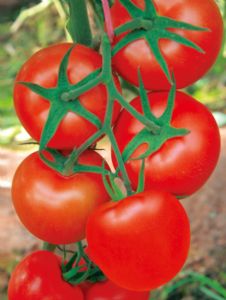 供应优红2018—番茄种子