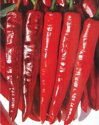 供应金红——辣椒种子