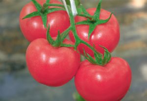 供应优粉808—番茄种子