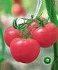 供应优粉1016—番茄种子