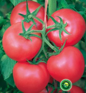 供应优粉103—番茄种子
