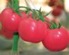 供应优粉108—番茄种子