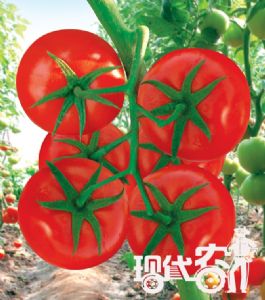 供应巴顿抗病虫害—番茄种子