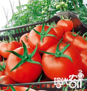 供应抗根结线虫—番茄种子