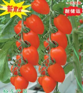 供应金鹤新亚11号—番茄种子