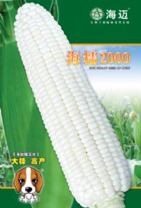 供应海糯2000—玉米种子