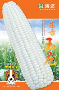 供应东方玉龙—玉米种子