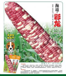 供应彩龙—玉米种子