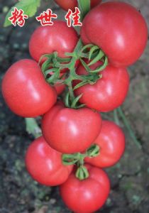供应粉世佳—番茄种子