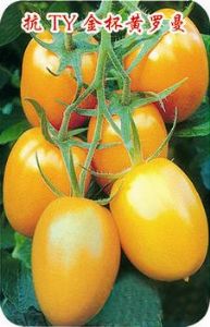 供应金杯黄罗曼-樱桃番茄种子
