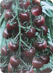 供应紫珍珠-樱桃番茄种子