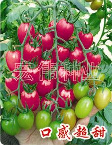 供应香浓二号-樱桃番茄种子