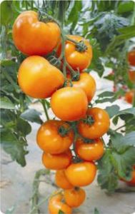 供应金桔二号-樱桃番茄种子