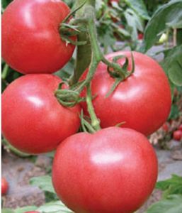 供应伊利诺（抗TY病毒早春秋延迟）番茄种子