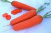 供应爱红7寸—胡萝卜种子