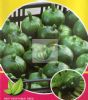 供应绿珍宝高品质-南瓜种子