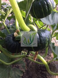 供应黑贝栗-高品质南瓜种子