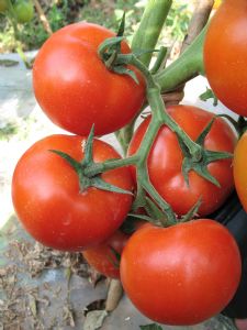 供应大番茄瑞利—番茄种子