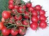 供应小番茄-小贝—番茄种子