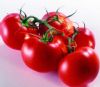供应大番茄超盈一号—番茄种子