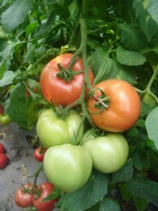供应圣尼斯0313—番茄种子