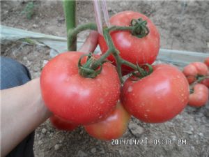 供应优质番茄苗