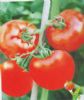 华红番茄--番茄种子