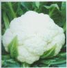 雪山花椰菜--花椰菜种子