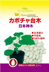 供应日本神木-砧木种子