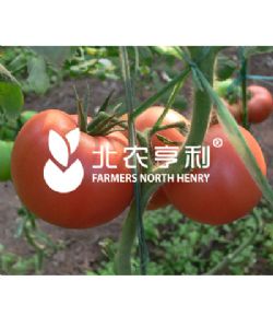 供应卡洛林—番茄种子