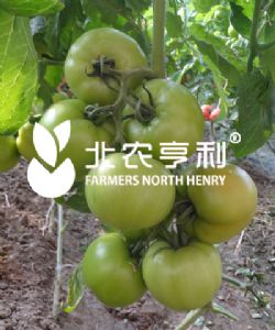 供应京冠七号（早熟）—番茄种子