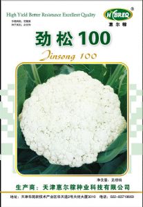 供应劲松100-花椰菜种子