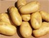 供应荷兰十五马铃薯
