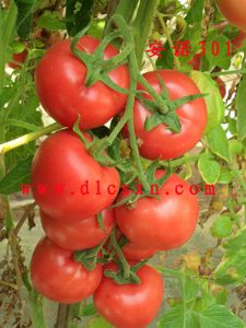 供应安诺301—番茄种子