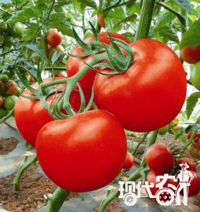 供应耐裂性番茄种子