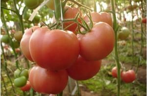 供应粉五星——番茄种子
