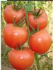 供应粉精典——番茄种子
